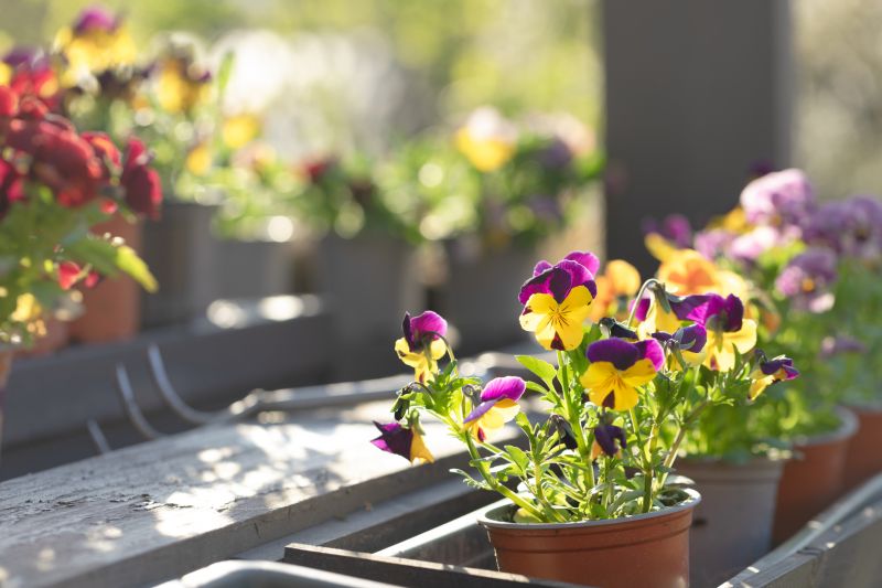 Calla Lily Planting