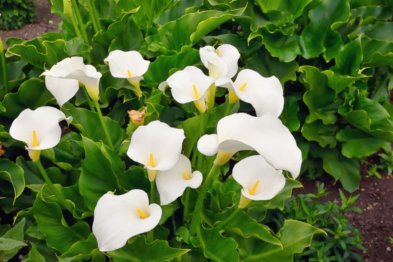 Calla Lily Planting