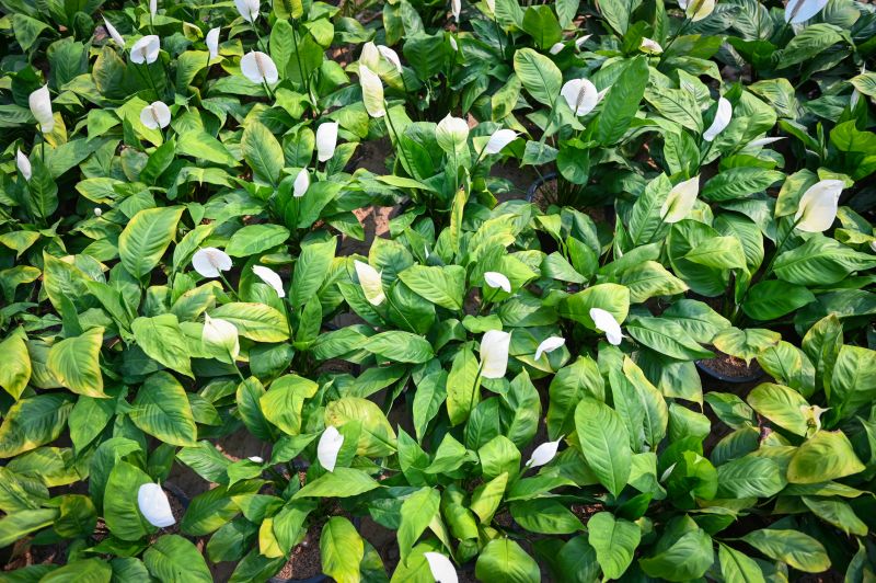 Calla Lily Planting