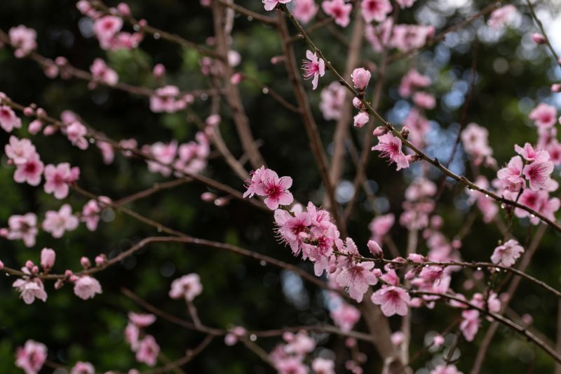 Cherry Tree Planting in Honolulu, HI