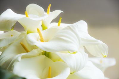 Beautiful Flowering Plant!