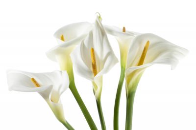 Beautiful for Bouquets!